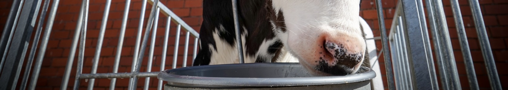 Junges Kalb hinter Gittern vor einer Outdoor - Kälberhütte Junges Kalb hinter Gittern vor einer Outdoor - Kälberhütte